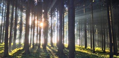 Investissement forestier : Fiducial lance son GFI